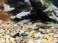 宍道湖自然館ゴビウスの写真_197355
