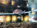 宍道湖自然館ゴビウスの写真_197360