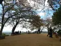 甘樫丘の写真_197466