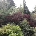 永沢寺花しょうぶ園の写真_197523