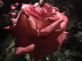 旧古河庭園の写真_198129