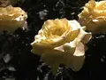 旧古河庭園の写真_198130