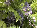 モネの池（名もなき池）の写真_199026