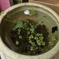 モネの池（名もなき池）の写真_199028