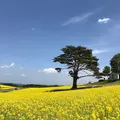 やくらいガーデンの写真_199925