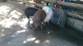 サイボク園内（旧：埼玉種畜牧場）の写真_201480