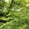 箱根湯寮の写真_201795