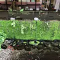 富士屋ホテルの写真_201798