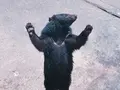 奥飛騨クマ牧場の写真_201823