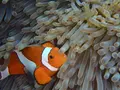 八重干瀬の写真_202218
