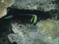 八重干瀬の写真_202223