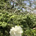 高麗山聖天院 正門の写真_202273