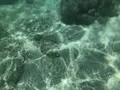 新城海岸の写真_202716