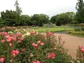 春日池公園の写真_202756