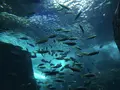 新江ノ島水族館の写真_203076