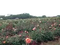 そらの花畑 世羅高原花の森の写真_203665