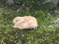 大久野島の写真_203817