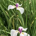 智光山公園花菖蒲の写真_204386
