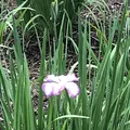 智光山公園花菖蒲の写真_204387