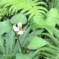 智光山公園花菖蒲の写真_204388