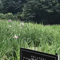 智光山公園花菖蒲の写真_204389