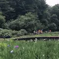 智光山公園花菖蒲の写真_204390