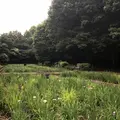 智光山公園花菖蒲の写真_204393