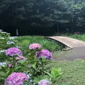 智光山公園花菖蒲の写真_204394