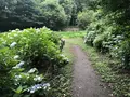 智光山公園花菖蒲の写真_204395
