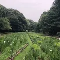 智光山公園花菖蒲の写真_204396