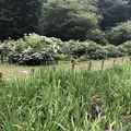 智光山公園花菖蒲の写真_204398