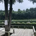 智光山公園前山池の写真_204403