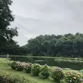 智光山公園前山池の写真_204408