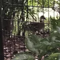 智光山公園子供動物園の写真_204411