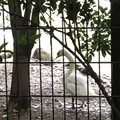 智光山公園子供動物園の写真_204412