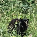 智光山公園子供動物園の写真_204417