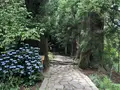 熊野古道　大門坂の写真_204560