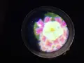 【閉業】森ビルデジタルアートミュージアム：エプソン チームラボボーダレス（MORI Building Digital Art Museum: EPSON teamLab Borderless）の写真_205064