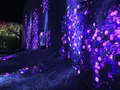 【閉業】森ビルデジタルアートミュージアム：エプソン チームラボボーダレス（MORI Building Digital Art Museum: EPSON teamLab Borderless）の写真_205076