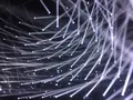 【閉業】森ビルデジタルアートミュージアム：エプソン チームラボボーダレス（MORI Building Digital Art Museum: EPSON teamLab Borderless）の写真_205083