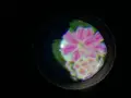 【閉業】森ビルデジタルアートミュージアム：エプソン チームラボボーダレス（MORI Building Digital Art Museum: EPSON teamLab Borderless）の写真_205095