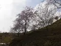 かんざき桜の山桜華園の写真_205143