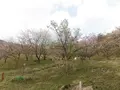 かんざき桜の山桜華園の写真_205148