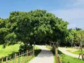 斎場御嶽の写真_206079