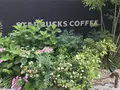 スターバックス コーヒー 京都宇治平等院表参道店の写真_206475