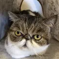 麻生 猫カフェ 福猫茶房の写真_206783
