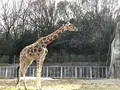 東山動物園の写真_207006