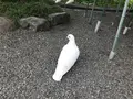 鶴岡八幡宮の写真_208470