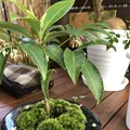 フラワー＆カフェ ニジョックの写真_210194