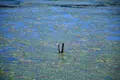 余呉湖の写真_210846
